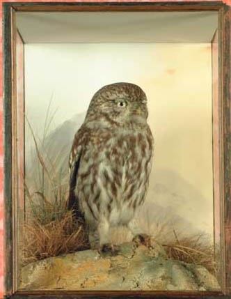 Little Owl (Spicer)[2].JPG